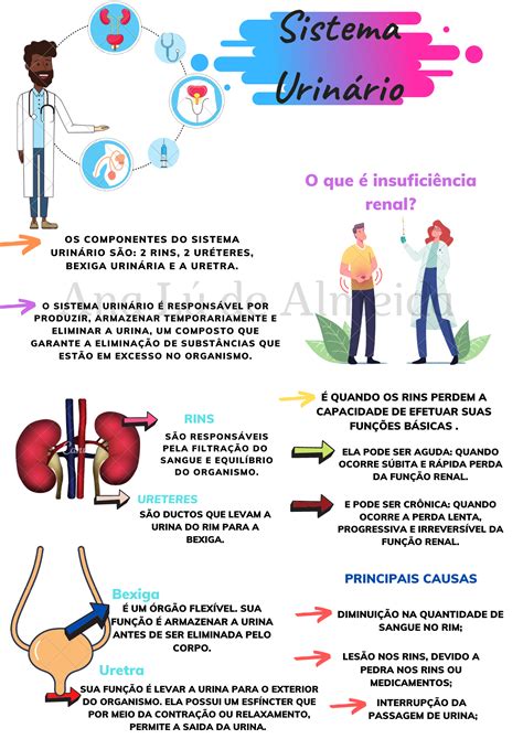 SISTEMA URINÁRIO MAPA MENTAL Biologia