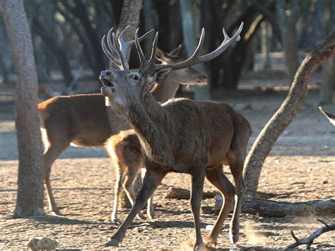 La Monta A Palentina Dice Adi S A Una Berrea M S Floja A Causa De La