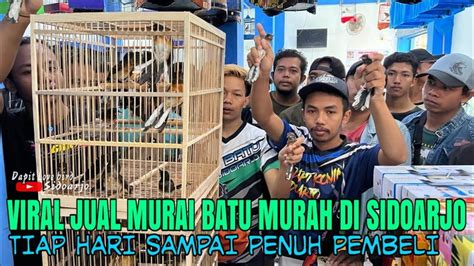 ViraL Di Sidoarjo JuaL Murai Batu TrotoL Medan Harga 300 Rb 380 Rb