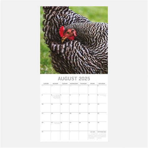 2025 Wall Calendar Chickens Fall Nerti Christie