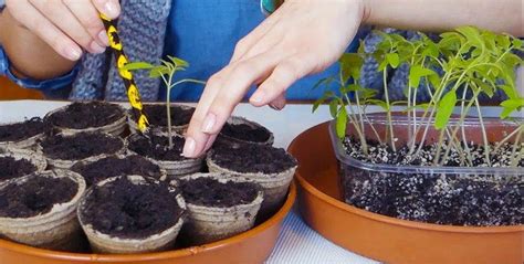 Tomatenpflanzen Pikieren Wann Und Wie Machen Sie Das Sehen Sie Sich