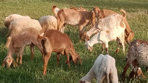 Top Class Amritsari Beetal Goats Of Famous Sabir Gujjar Sahiwal