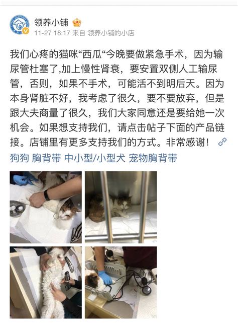 Jess On Twitter 我请他转发过朋友的寻狗信息，找到后告诉他，他开心的像个孩子。 他一直在通过创 翻剧本和写英语学习资料创收