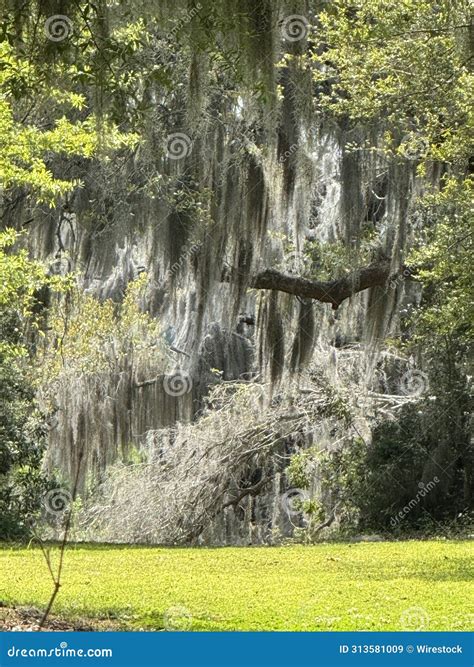 Moss Covered Park Bench Under A Canopy Of Greenery Stock Image Image