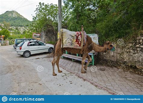 Camel Parked On A Parking Lot Near Kayakoy Village And Oludeniz Beach