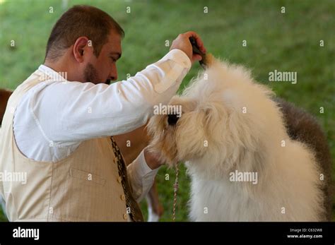 Old English Sheepdog Hi Res Stock Photography And Images Alamy
