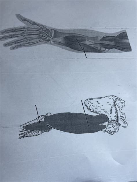 Muscles Of Elbow Diagram Quizlet