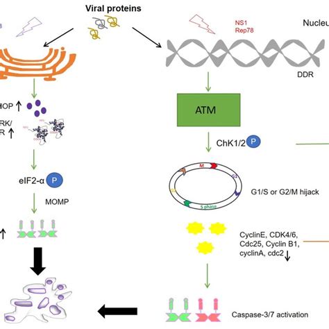 Schematic representation of different cell death pathways mediated by... | Download Scientific ...