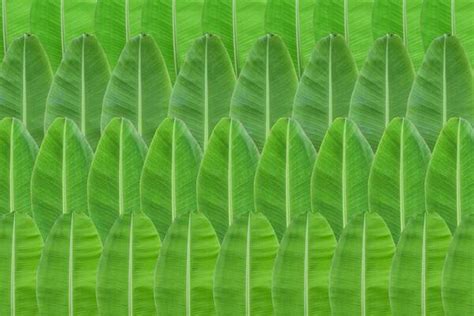 Banana Leaf Background Stock Photos, Images and Backgrounds for Free ...