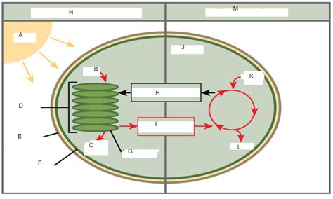 Photosynthesis Light Independent And Dependent Reactions Diagram Quizlet