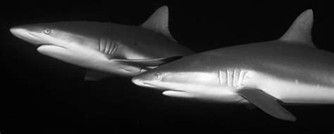 Shark Species The Great Fiji Shark Count