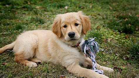 The Ultimate Guide to Golden Retriever Labrador Mixes - Dogsintl