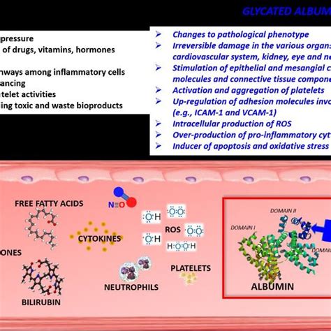 Schematic Representation Of The Main Physiological Functions Of Albumin