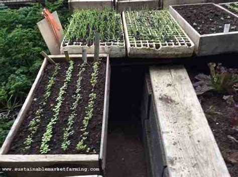 Direct Sowing Vs Transplanting Pros And Cons Mother Earth News