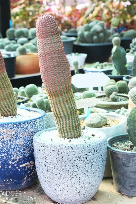 Close Up Rainbow Cactus Echinocereus Rigidissimus Stock Image Image