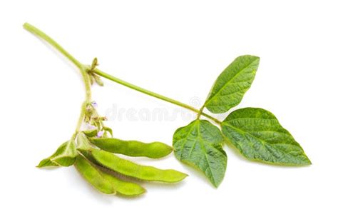 Green Pea Pods With Leaves Stock Image Image Of Legume 219871921