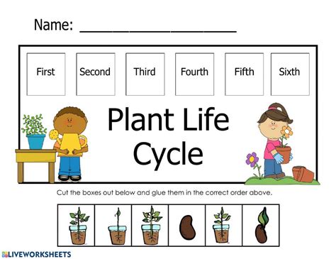 Life Cycle Of The Plants Worksheets - CycleWorksheet.com