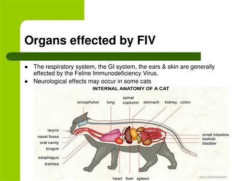 PPT - Feline Immunodeficiency Virus PowerPoint Presentation, free ...