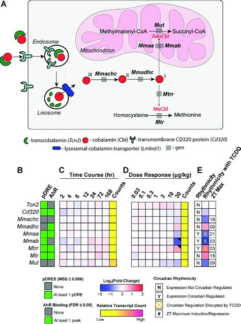 Tcdd Elicited Effects On Gene Expression Involved In Hepatic Uptake