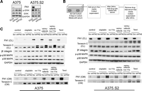 A Tumor Cells That Survive Pharmacological Inhibition Of Mapk