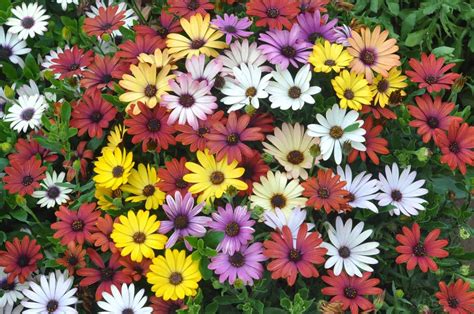 Osteospermum Care Guide and Fun Facts