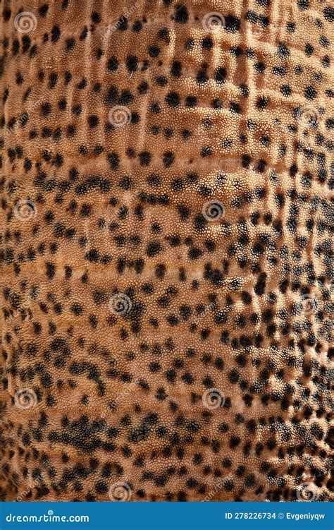 Elephant Skin Texture Abstract Background Stock Photo - Image of large ...