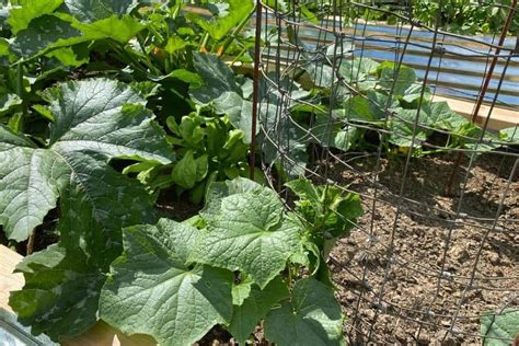 11 Easy Diy Cucumber Trellis Ideas