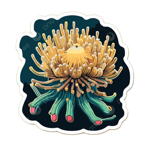 Sea Anemone Illustration