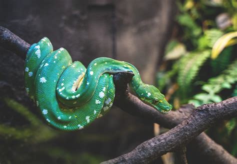 木の枝に緑のヘビの写真 Unsplashで見つけるデトロイト動物園の無料写真