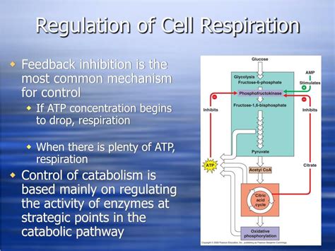 Ppt Chapter 9 Cellular Respiration Powerpoint Presentation Free