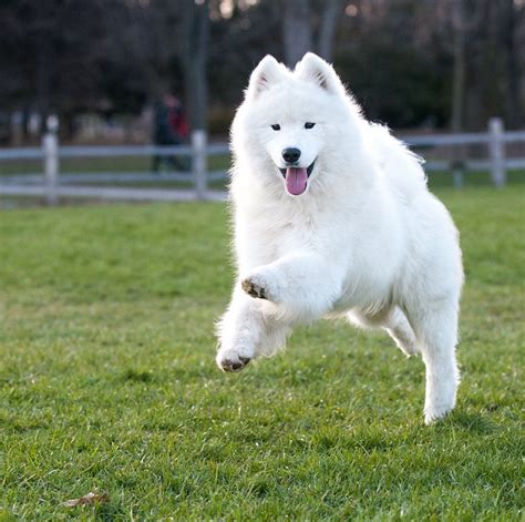 Lista Ra As De Cachorros Mais Bonitas Do Mundo Lista Dez