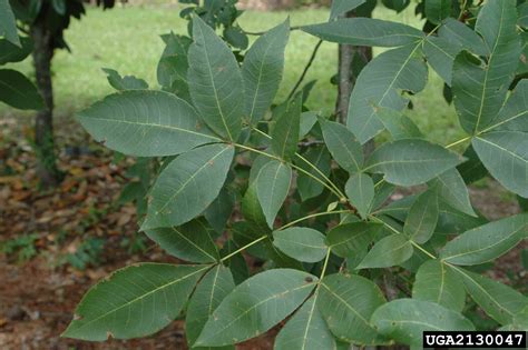 Arkansas Extension State Office Tree Database - Pignut Hickory