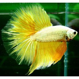 Betta Splendens M Le Combattant Half Moon Les Patrons De Coloratio