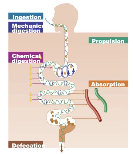 Biol Exam Digestive Flashcards Quizlet