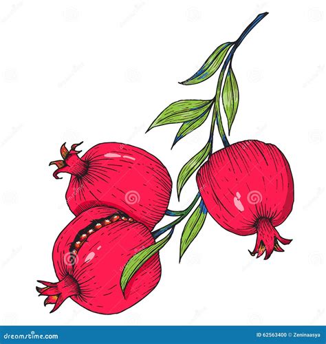 Fruta Dibujada Mano De La Granada Ilustración Del Vector Ilustración