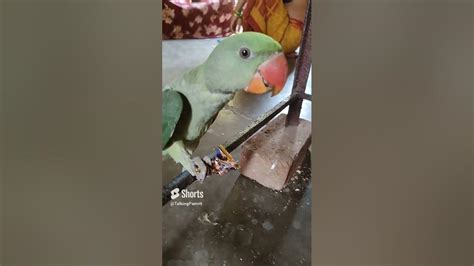 Mithu Mummy Mithu Bete Talking Parrot Mithu Eating Youtube