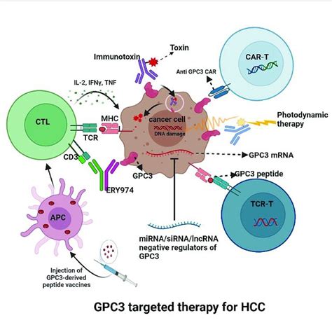 Gpc3 Targeted Therapy For Hcc Download Scientific Diagram