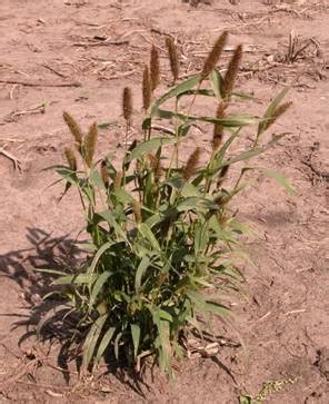 Foxtail Grass Identification