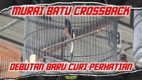 Pendatang Baru Murai Batu Crossback Milik Salim Sf Youtube