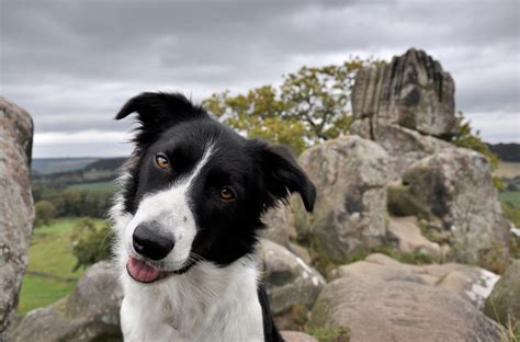 Darum legen Hunde manchmal ihren Kopf schräg zur Seite PETBOOK