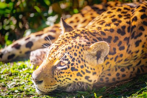 380 Jaguar Tropical Rainforest Carnivore Animal Stock Photos Pictures