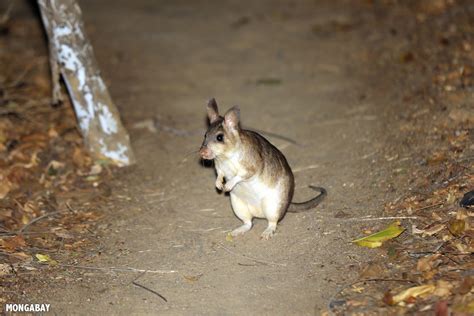 Malagasy Giant Jumping Rat