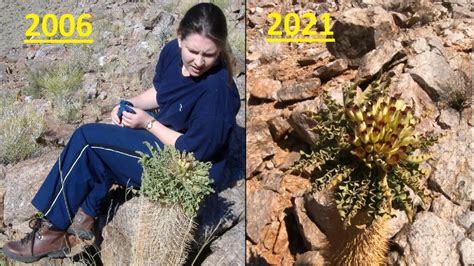 Pachypodium Namaquanum Or Halfmens Flowering Again 15 Years On Then