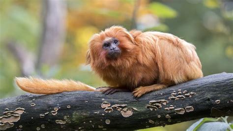 Golden Lion Tamarin Facts