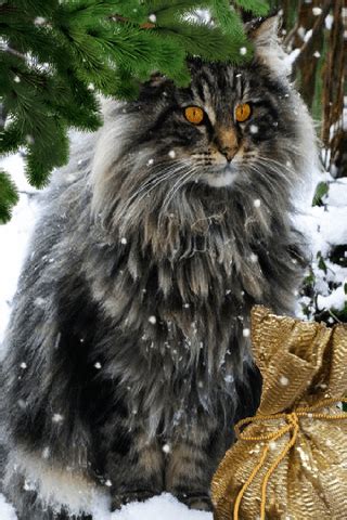 Котики Анимация | Милые детеныши животных, Милые котики, Очаровательные ...