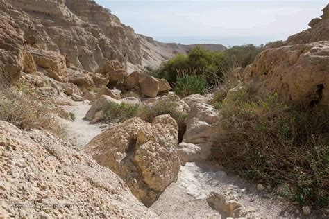 Ein Gedi Nature Reserve Visitors Guide Map Trails And More