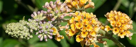 Des arbustes résistants a la sécheresse Promesse de Fleurs