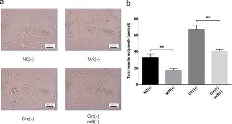 Full Article Circular Rna Circ Promotes Neuron Apoptosis