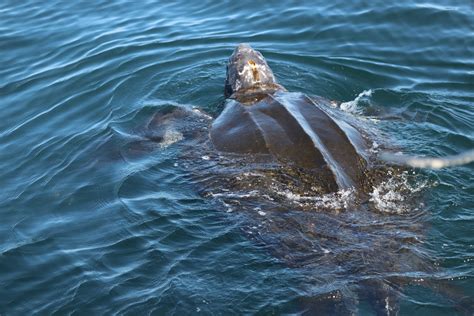 Massive Leatherback Sea Turtle Satellite Tagged In California Waters