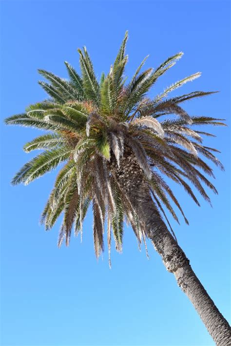 Fotos gratis árbol naturaleza cielo sol Fruta hoja flor verano